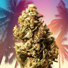 Calis Various Strains